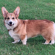 Cason joined the competition — help win amazing prizes! dog, corgi, grass, outdoor, pet, canine, fluffy, brown, white, ears, smiling, animal, standing, nature, fur, collar, cute, portrait, friendly, daylight