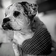 Petey is registered to the contest to win money with this photo: animal, black_and_white, canine, close_up, companion, cute, dog, ears, fur, indoor, looking_away, muzzle, nose, pet, portrait, soft_focus, speckled, sweater, texture, whiskers