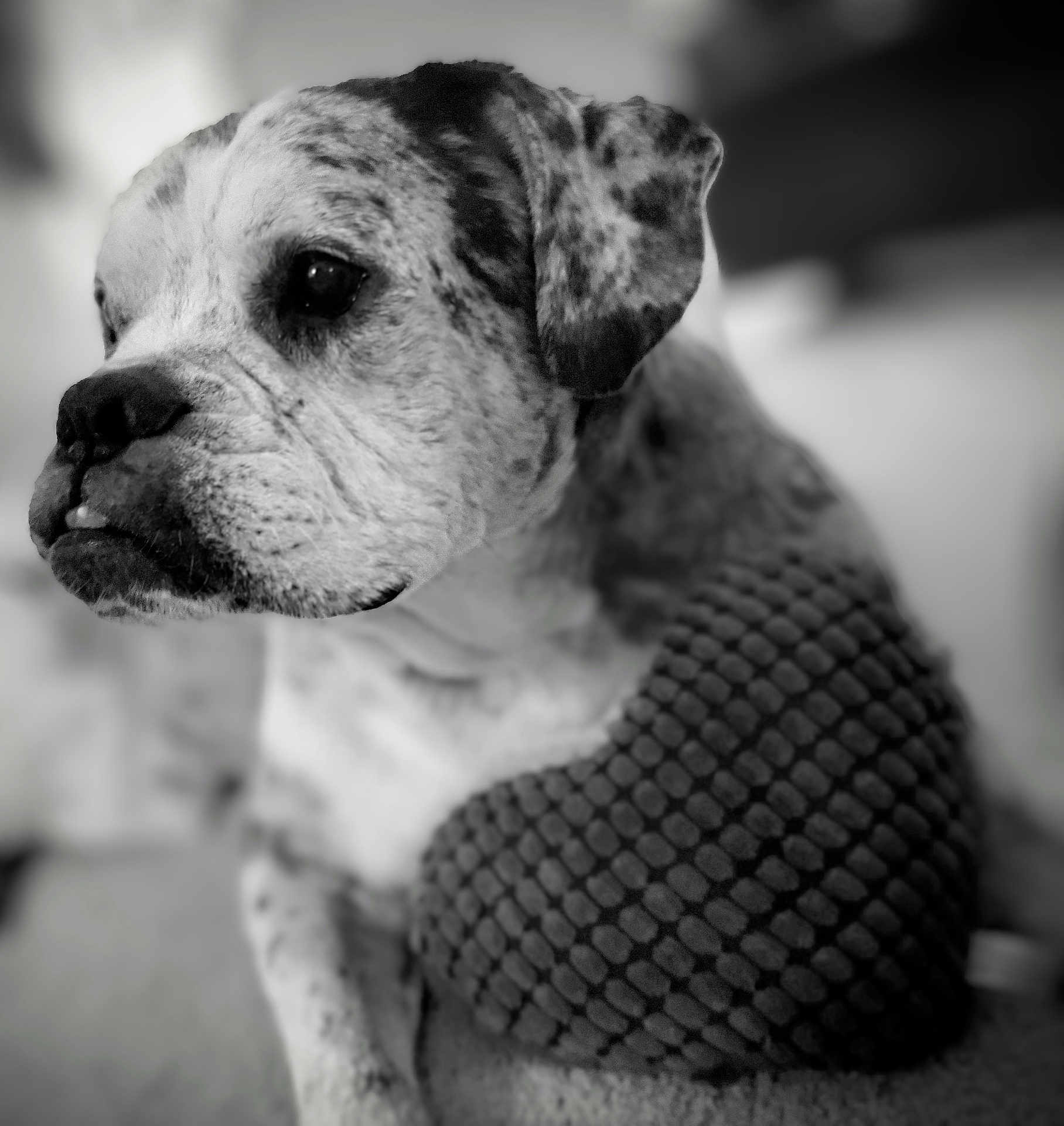 Petey