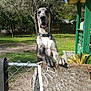 Sir Kane Morningstar joined the competition — help win amazing prizes! great_dane, dog, fence, doormat, outdoor, grass, tree, sunlight, collar, pet, yard, greenery, happy, animal, paw, tongue_out, daytime, nature, curious, canine