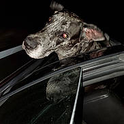 Sir Kane Morningstar is registered to the contest to win money with this photo: dog, brindle, car, window, night, reflection, ear, animal, pet, canine, head, fur, vehicle, flash, outdoor, motion, closeup, black_background, happy, travel
