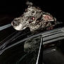 dog, brindle, car, window, night, reflection, ear, animal, pet, canine, head, fur, vehicle, flash, outdoor, motion, closeup, black_background, happy, travel