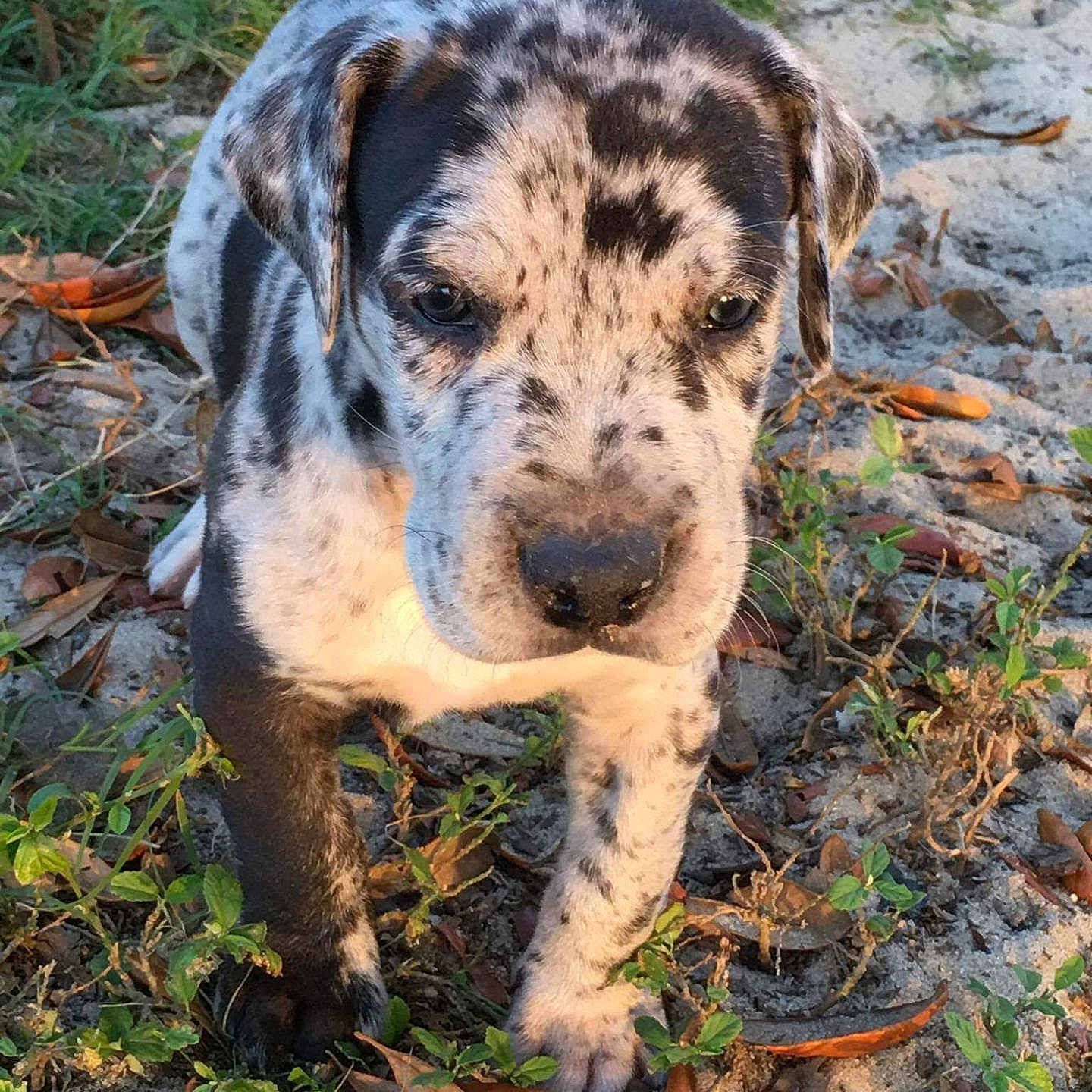 Sir Kane Morningstar joined the competition — help win amazing prizes! animal, closeup, curious, cute, daylight, dog, ears, grass, leaves, nature, outdoor, paws, pet, playful, puppy, sand, snout, spotted, walking, young