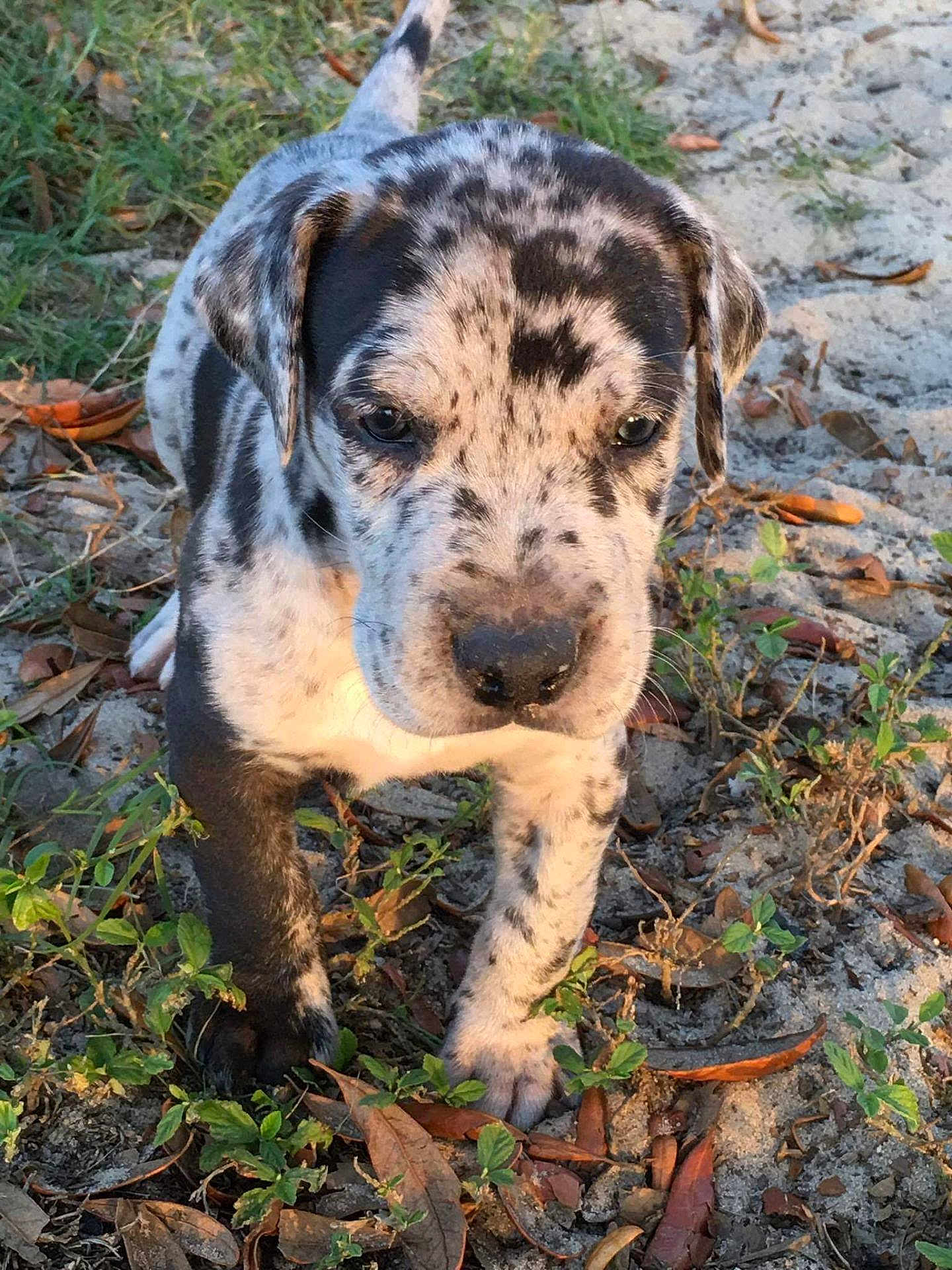 Sir Kane Morningstar joined the competition — help win amazing prizes! puppy, dog, outdoor, grass, sand, leaves, curious, young, animal, pet, nature, closeup, walking, playful, spotted, ears, snout, paws, daylight, cute