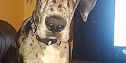 Sir Kane Morningstar is registered to the contest to win money with this photo: dog, great_dane, pet, indoor, couch, black_and_white, large_dog, canine, sitting, leather, collar, curious, portrait, animal, domestic, furniture, painting, curtains, living_room, bright_light