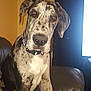 dog, great_dane, pet, indoor, couch, black_and_white, large_dog, canine, sitting, leather, collar, curious, portrait, animal, domestic, furniture, painting, curtains, living_room, bright_light
