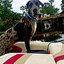 Sir Kane Morningstar joined the competition — help win amazing prizes! dog, great_dane, boat, water, river, trees, outdoor, collar, animal, pet, nature, reflection, canine, summer, adventure, leisure, dock, greenery, sky, calm
