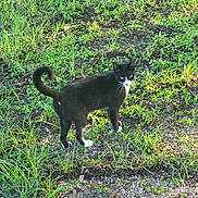 Runt joined the competition — help win amazing prizes! alert, animal, black_cat, cat, curious, daylight, ears, grass, greenery, ground, mammal, nature, outdoor, pet, soil, standing, sunlight, tail_curled, whiskers, white_paws