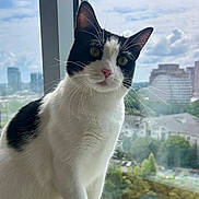 Maya joined the competition — help win amazing prizes! animal, black_and_white, cat, cityscape, cloudy_sky, daylight, fur, green_eyes, indoors, pet, photography, pink_nose, portrait, sitting, skyline, tuxedo_cat, urban, whiskers, window, windowsill