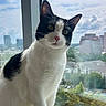 animal, black_and_white, cat, cityscape, cloudy_sky, daylight, fur, green_eyes, indoors, pet, photography, pink_nose, portrait, sitting, skyline, tuxedo_cat, urban, whiskers, window, windowsill
