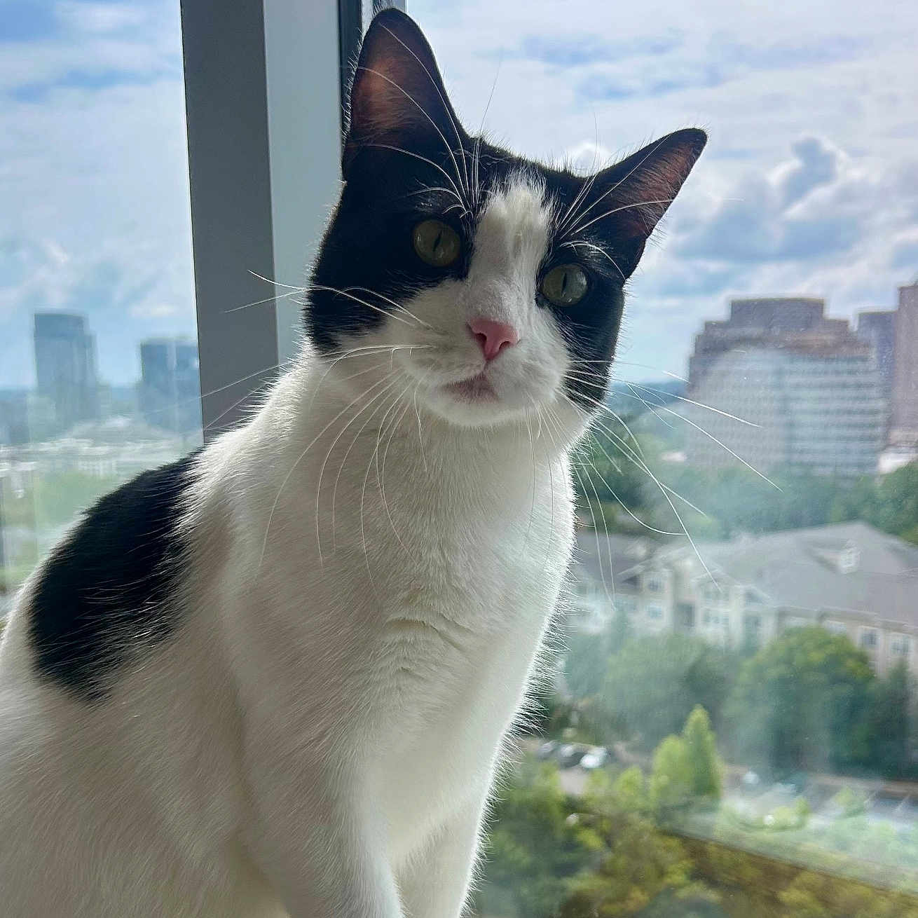 Maya