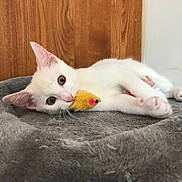 Klaus is registered to the contest to win money with this photo: kitten, white_cat, toy_mouse, pet, indoor, gray_bed, wooden_wall, curious, playful, young_cat, feline, paw, ears, whiskers, cute, animal, domestic_cat, resting, lying_down, soft_texture