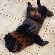 Ulk a rejoint le concours — aidez-le/la à gagner de superbes lots ! animal, black_dog, canine, cute, dog, ears, floor, fluffy, fur, head, indoor, lying_down, on_back, paw, pet, playful, relaxed, resting, tail, tiled_floor