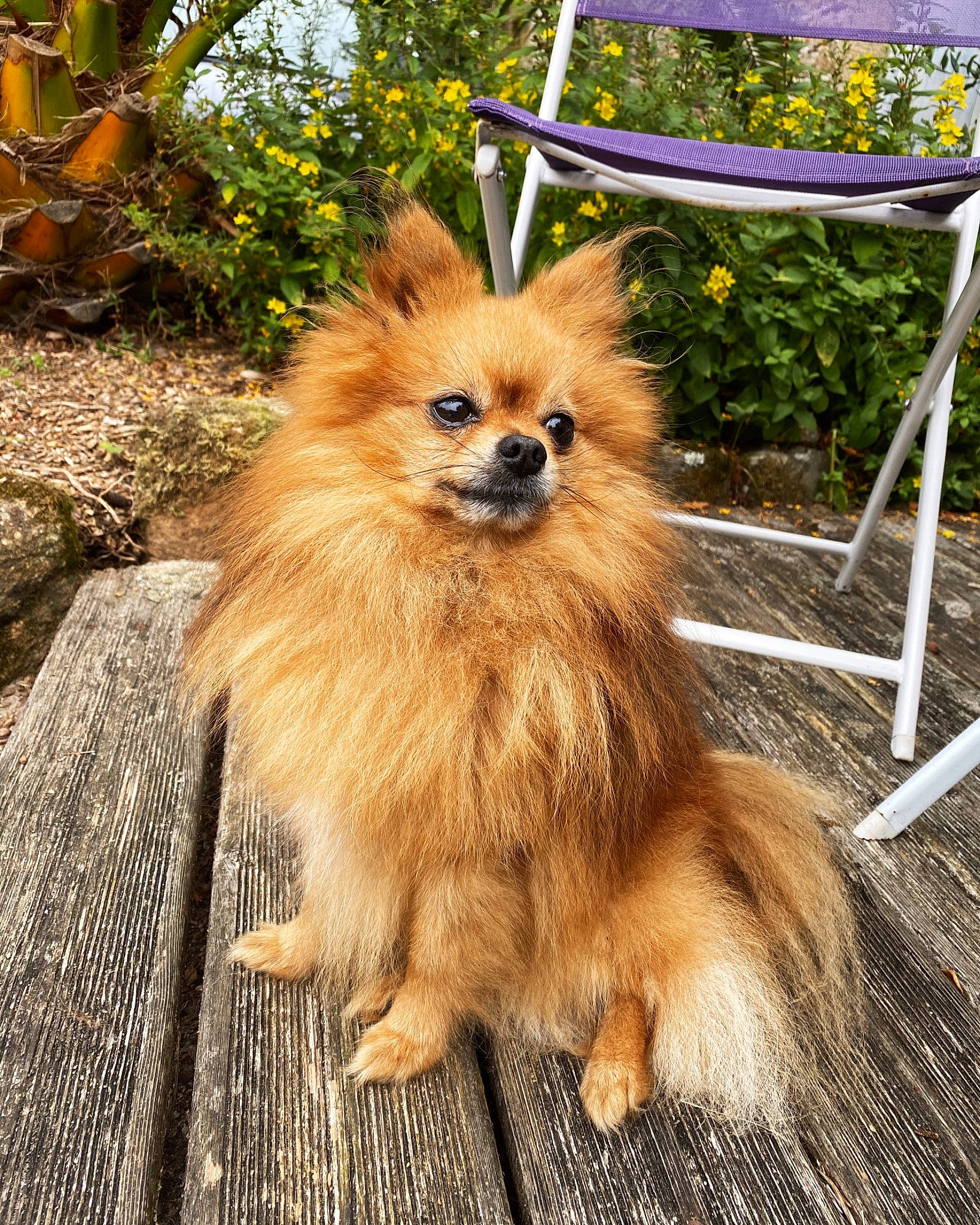 Héliot participe au concours pour gagner de l'argent avec cette photo : canidae, carnivore, companion_dog, dog, dog_breed, fawn, fur, german_spitz, german_spitz_klein, german_spitz_mittel, mammal, non_sporting_group, plant, pomeranian, puppy, spitz, toy_dog, vertebrate, volpino_italiano