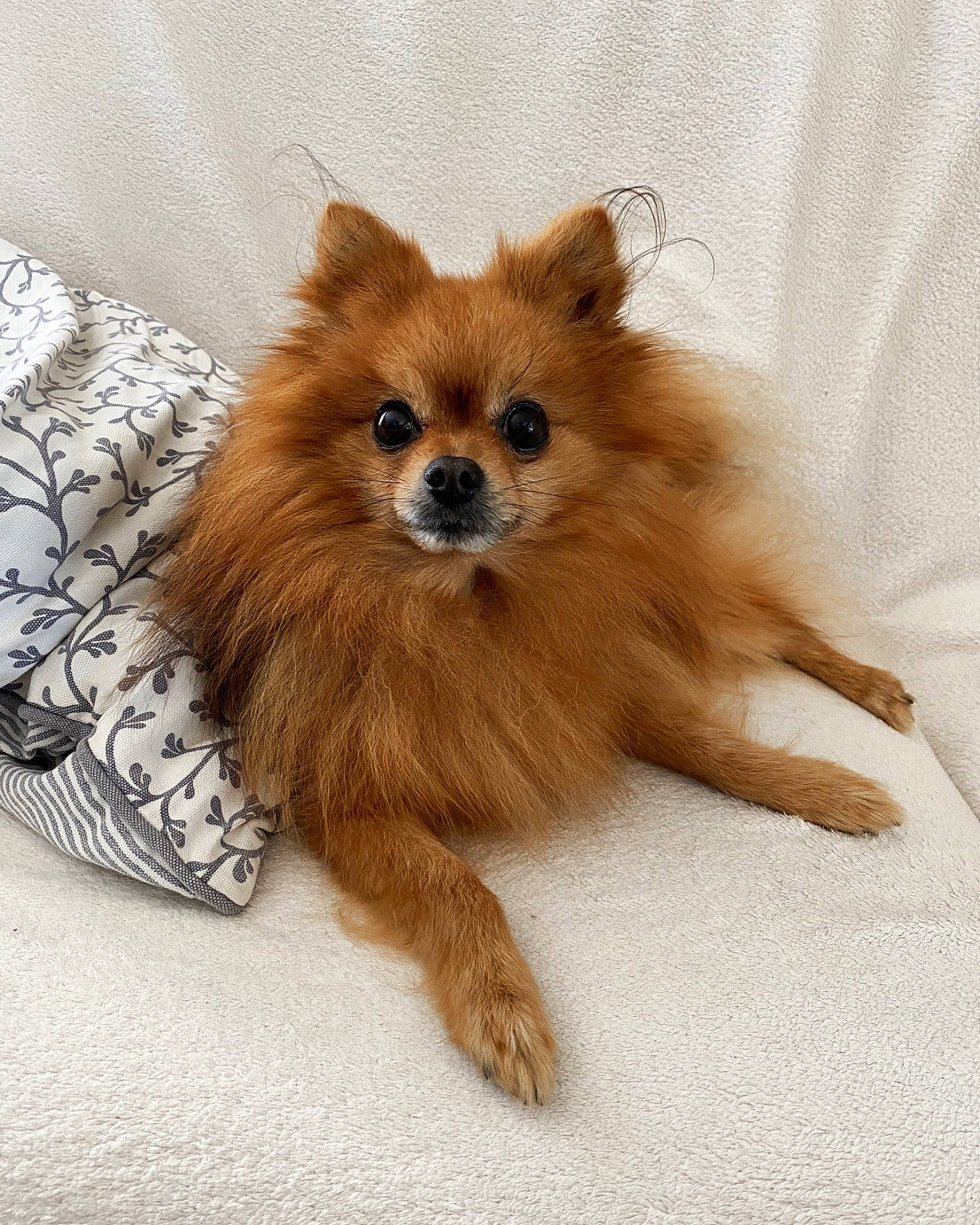 Héliot a rejoint le concours — aidez-le/la à gagner de superbes lots ! canidae, carnivore, companion_dog, dog, dog_breed, fawn, fur, german_spitz, german_spitz_klein, german_spitz_mittel, mammal, non_sporting_group, pomeranian, puppy, skin, snout, spitz, toy_dog, vertebrate, volpino_italiano