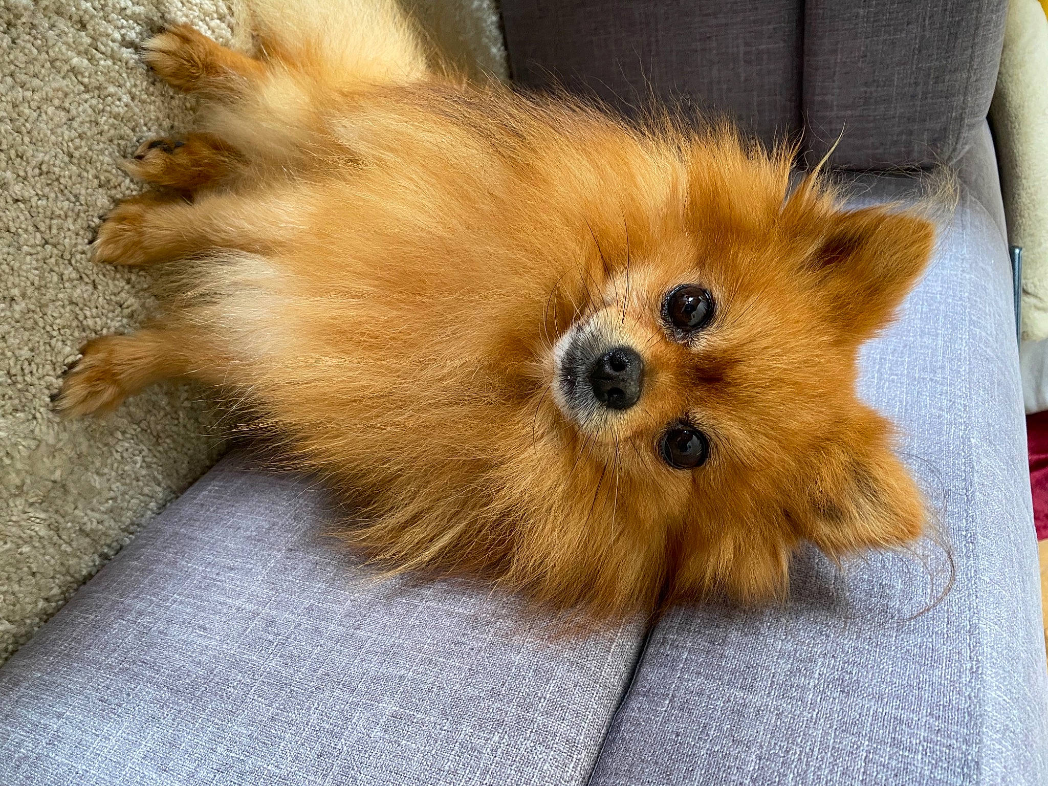 Héliot participe au concours pour gagner de l'argent avec cette photo : canidae, carnivore, companion_dog, dog, dog_breed, fawn, fur, german_spitz, german_spitz_klein, german_spitz_mittel, mammal, non_sporting_group, pomeranian, puppy, snout, spitz, tail, toy_dog, volpino_italiano, whiskers