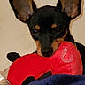 dog, puppy, toy, blanket, indoor, pet, animal, ears, cute, black, tan, plush, red, cozy, face, looking, closeup, resting, home, sleepy