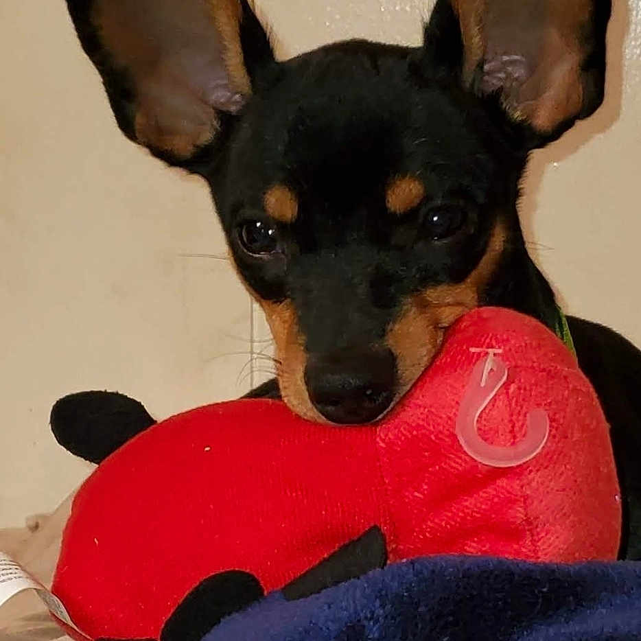 Luna is registered to the contest to win money with this photo: dog, puppy, toy, blanket, indoor, pet, animal, ears, cute, black, tan, plush, red, cozy, face, looking, closeup, resting, home, sleepy