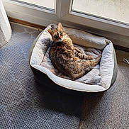 Pépette a rejoint le concours — aidez-le/la à gagner de superbes lots ! cat, tabby, pet_bed, blanket, window, carpet, indoor, sunlight, resting, feline, curious, cozy, looking, green_eyes, comfortable, home, floor, relaxed, animal, domestic