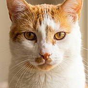 Ziggy joined the competition — help win amazing prizes! cat, orange_and_white, feline, pet, animal, close_up, portrait, whiskers, ears, eyes, fur, indoor, domestic, cute, looking_at_camera, soft_light, detailed, head, face, natural_light