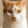 cat, orange_and_white, feline, pet, animal, close_up, portrait, whiskers, ears, eyes, fur, indoor, domestic, cute, looking_at_camera, soft_light, detailed, head, face, natural_light