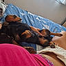 Vérone a rejoint le concours — aidez-le/la à gagner de superbes lots ! dogs, two_dogs, black_and_tan, sleeping, relaxed, upside_down, paws, pet, bed, bedroom, blue_bedding, pink_clothing, indoors, sunlight, window, cozy, playful, animal, resting, photography