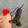 dog, dachshund, puppy, black_and_tan, long_hair, small_dog, pet, leash, outdoor, gravel, pavement, poppy, red_flower, hand, person, portrait, looking_up, curious, animal, summer