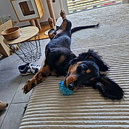Vérone a rejoint le concours — aidez-le/la à gagner de superbes lots ! dog, black_and_tan, pet, indoors, living_room, sofa, couch, lying_down, upside_down, playing, chew_toy, blue_toy, floppy_ears, long_tail, fur, relaxed, funny, cat_tree, coffee_table, window