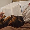 Vérone participe au concours pour gagner de l'argent avec cette photo : dog, dachshund, pet, lying_down, bed, bedroom, book, reading, hand, blanket, pillow, cozy, indoors, home, brown_dog, black_and_tan, relaxing, sleeping, literature, photography