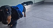Vérone a rejoint le concours — aidez-le/la à gagner de superbes lots ! dog, dachshund, pet, blue_outfit, indoors, kitchen, tile_floor, cabinet, appliance, black_and_tan, long_body, short_legs, standing, walking, looking_at_camera, playful, cute, animal, home, photograph