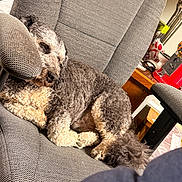 Bandit joined the competition — help win amazing prizes! dog, sleeping, chair, office_chair, indoor, curly_fur, pet, cozy, resting, paw, furniture, napping, relaxed, home, desk, armrest, curled_up, grey_fur, black_nose, background_objects