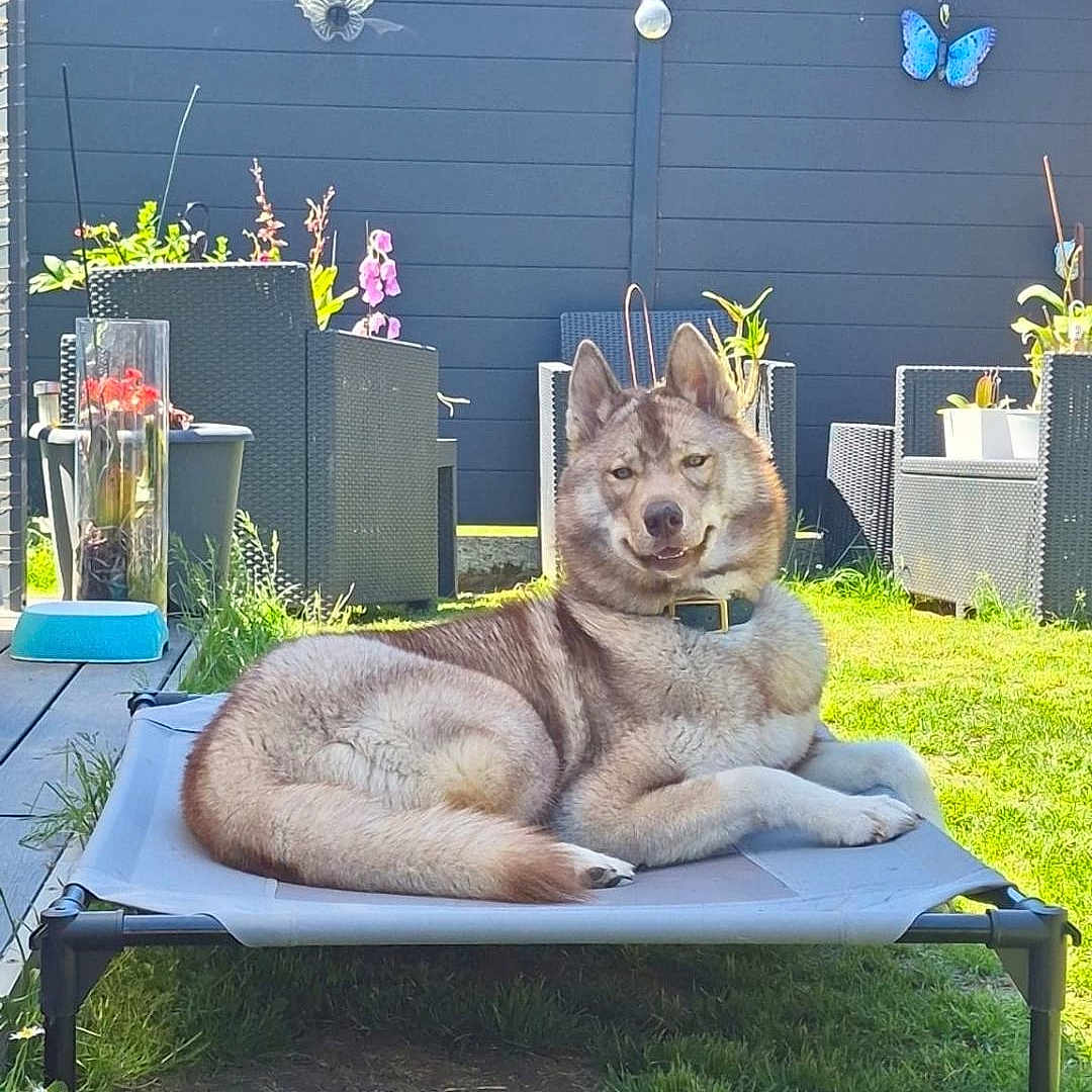 Ava a rejoint le concours — aidez-le/la à gagner de superbes lots ! dog, pet, outdoor, garden, furniture, grass, sunny, backyard, flower, plant, fence, butterfly, relaxing, canine, daylight, animal, collar, leisure, resting, nature