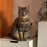 Chipie a rejoint le concours — aidez-le/la à gagner de superbes lots ! cat, tabby, furniture, indoor, drawer, pet, animal, sitting, feline, whiskers, ears, eyes, wood, cable, cords, household, domestic, cute, mammal, resting