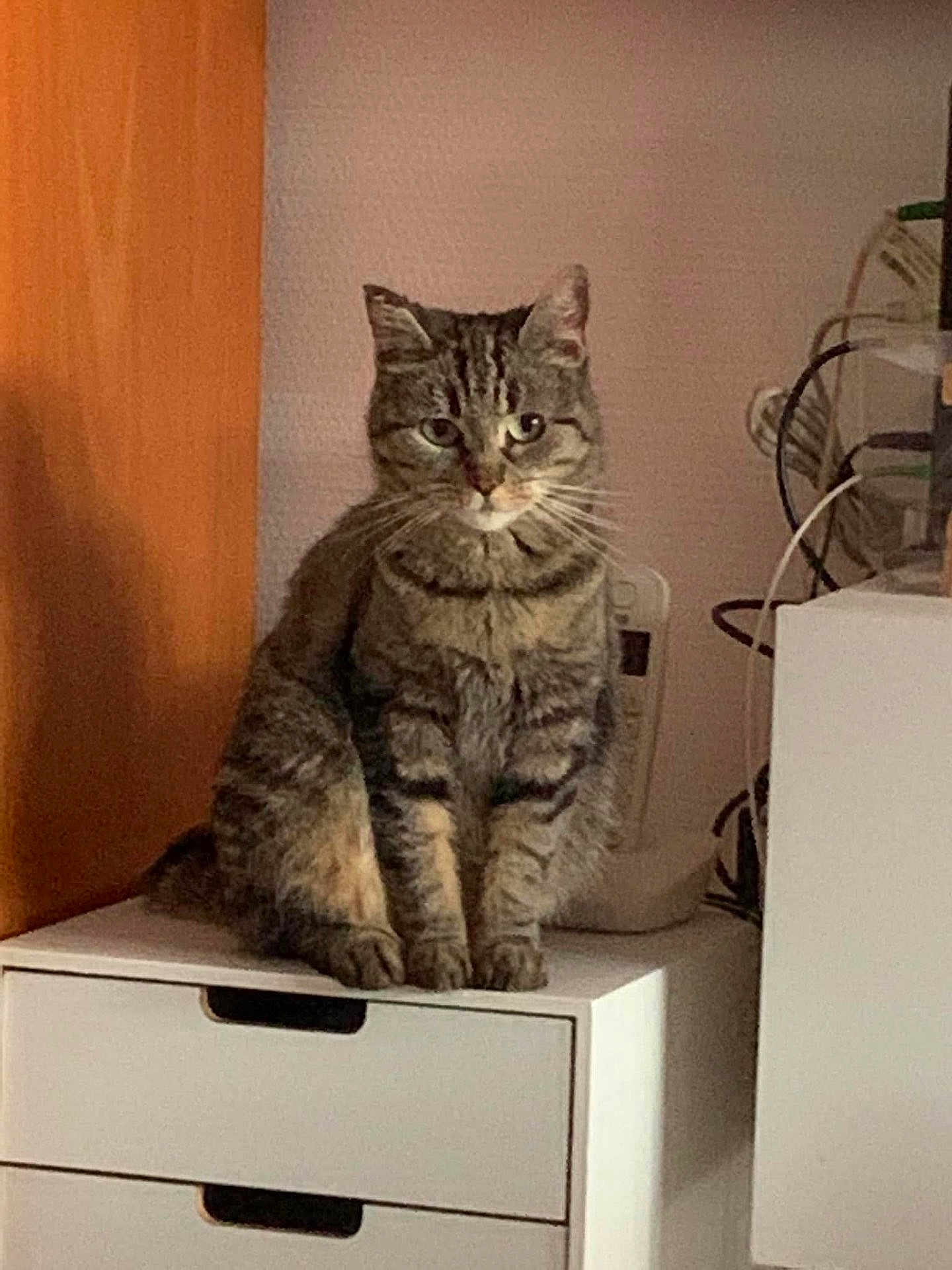 Chipie a rejoint le concours — aidez-le/la à gagner de superbes lots ! cat, tabby, furniture, indoor, drawer, pet, animal, sitting, feline, whiskers, ears, eyes, wood, cable, cords, household, domestic, cute, mammal, resting