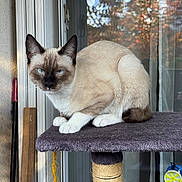 Snow a rejoint le concours — aidez-le/la à gagner de superbes lots ! animal, autumn, blue_eyes, cat, cat_tree, cozy, feline, fur, glass_door, household, indoor, leaves, natural_light, paws, pet, relaxed, siamese_cat, sitting, whiskers, window