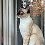 animal, blue_eyes, cat, cozy, curious, domestic_cat, ears, fur, indoor, looking_away, natural_light, paws, pet, portrait, reflection, siamese_cat, side_view, sitting, whiskers, window