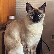 Myna participe au concours pour gagner de l'argent avec cette photo : cat, siamese_cat, blue_eyes, indoor, pet, animal, feline, domestic_cat, whiskers, ears, fur, sitting, looking, household, phone, bottle, table, wall, curious, portrait