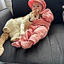 baby, infant, child, cat, pet, couch, hoodie, pink, orange_cat, white_cat, paws, fur, cuddle, snuggle, indoor, window_light, socks, comfort, living_room, portrait