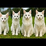 adult_cat, animal, blue_eyes, cat, cute, feline, fluffy, four_cats, fur, grass, green_background, looking_at_camera, nature, outdoor, pet, portrait, row, sitting, white_cat, young_cat