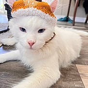 Toebee joined the competition — help win amazing prizes! animal, antlers, blue_eyes, cat, closeup, costume, cute, ears, festive, floor, fluffy, holiday, indoor, knitted_hat, pet, pink_nose, reindeer_hat, relaxed, whiskers, white_cat