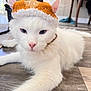 animal, antlers, blue_eyes, cat, closeup, costume, cute, ears, festive, floor, fluffy, holiday, indoor, knitted_hat, pet, pink_nose, reindeer_hat, relaxed, whiskers, white_cat