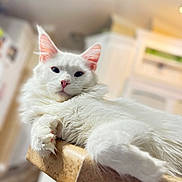 Toebee joined the competition — help win amazing prizes! animal, cat, close_up, countertop, cute, domestic, ears, feline, fluffy, fur, home, indoor, kitchen, paw, pet, pink_nose, portrait, relaxed, resting, white_cat