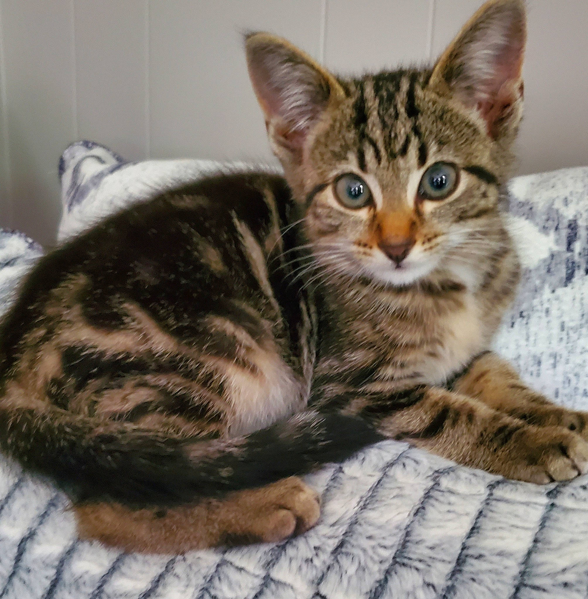 Cloe joined the competition — help win amazing prizes! carnivore, cat, cat_supply, comfort, domestic_short_haired_cat, felidae, fur, paw, sitting, small_to_medium_sized_cats, snout, terrestrial_animal, whiskers