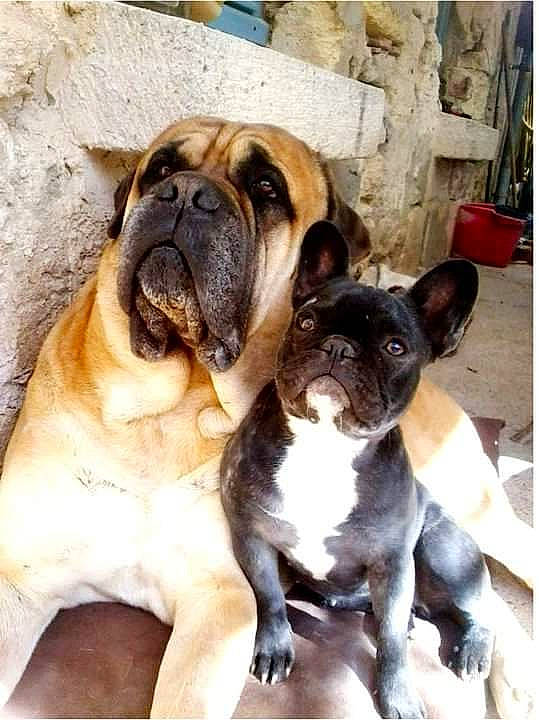 Achille a rejoint le concours — aidez-le/la à gagner de superbes lots ! ancient_dog_breeds, bored, bulldog, canidae, carnivore, companion_dog, dog, dog_breed, dog_collar, fawn, molosser, paw, puppy, snout, sporting_group, terrestrial_animal, whiskers, working_animal, working_dog, wrinkle