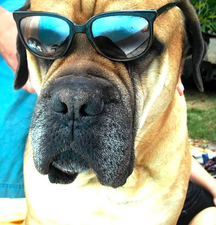 Achille a rejoint le concours — aidez-le/la à gagner de superbes lots ! boxer, canidae, carnivore, companion_dog, dog, dog_breed, dog_collar, electric_blue, eyewear, facial_hair, fawn, fur, giant_dog_breed, plant, snout, sporting_group, sunglasses, whiskers, working_animal, wrinkle