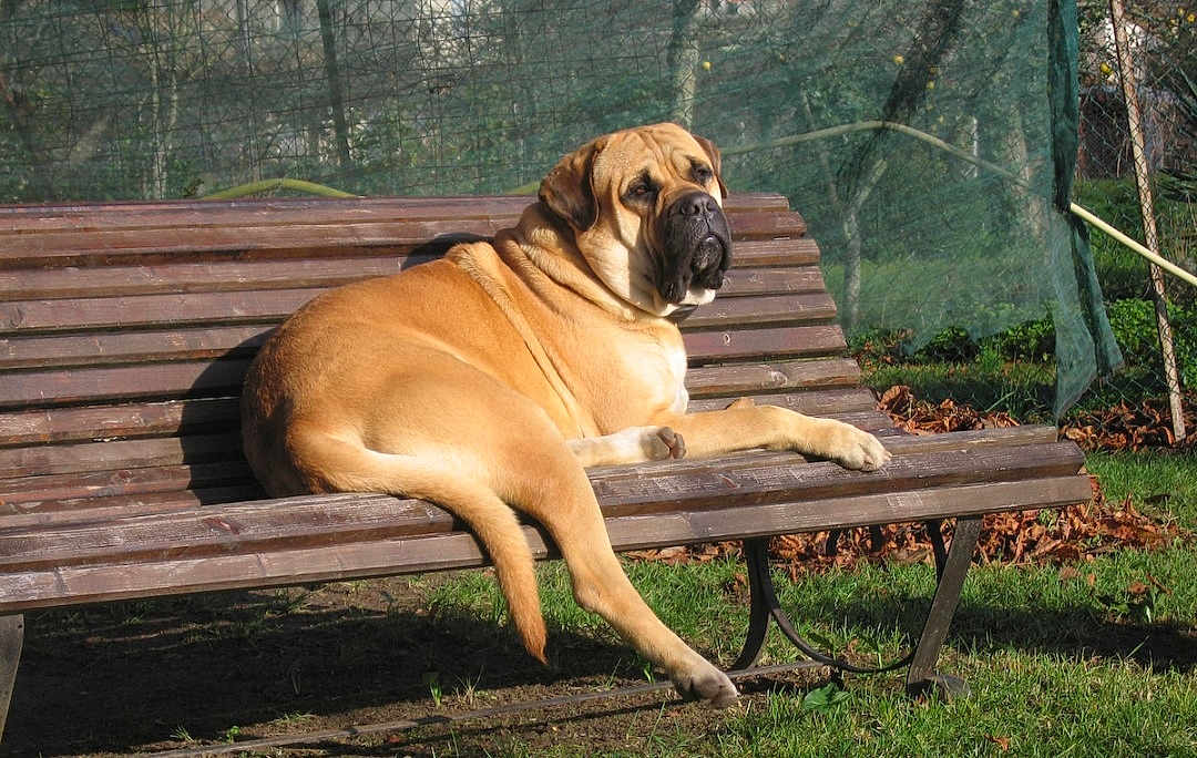 Achille