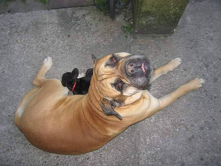 Achille participe au concours pour gagner de l'argent avec cette photo : canidae, carnivore, companion_dog, dog, dog_breed, fawn, foot, grass, guard_dog, human_leg, molosser, paw, plant, road_surface, snout, sporting_group, terrestrial_animal, toy_dog, whiskers, wrinkle