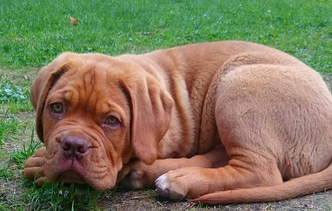 Luciano participe au concours pour gagner de l'argent avec cette photo : ancient_dog_breeds, bored, canidae, carnivore, companion_dog, dog, dog_breed, fawn, grass, hunting_dog, liver, molosser, non_sporting_group, snout, sporting_group, terrestrial_animal, working_animal, working_dog, wrinkle