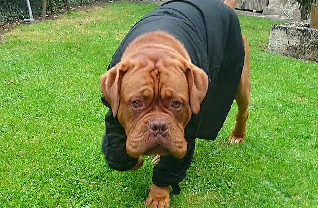 Luciano a rejoint le concours — aidez-le/la à gagner de superbes lots ! canidae, carnivore, companion_dog, dog, dog_breed, dog_collar, fawn, grass, groundcover, guard_dog, liver, molosser, non_sporting_group, plant, snout, sporting_group, terrestrial_animal, working_animal, working_dog, wrinkle