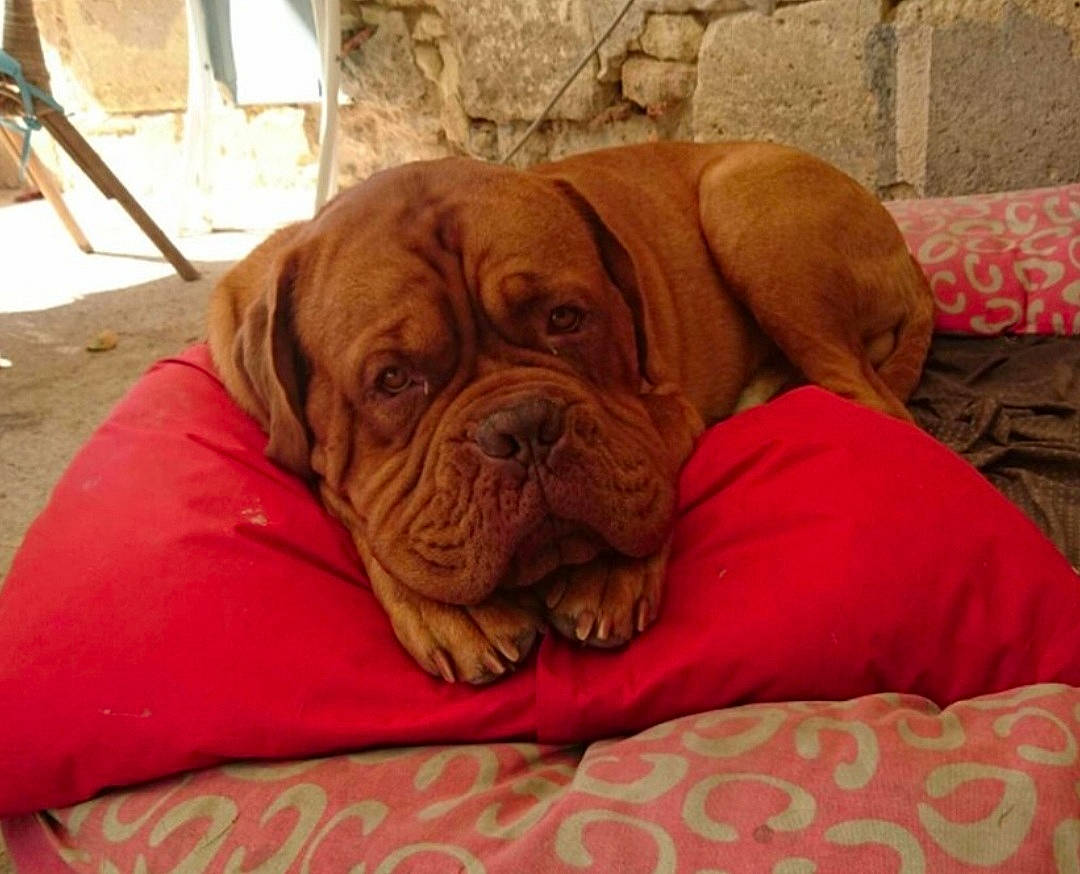 Luciano a rejoint le concours — aidez-le/la à gagner de superbes lots ! ancient_dog_breeds, bored, canidae, carnivore, comfort, companion_dog, dog, dog_breed, dog_collar, dog_supply, fawn, liver, molosser, ori_pei, snout, sporting_group, terrestrial_animal, working_animal, working_dog, wrinkle